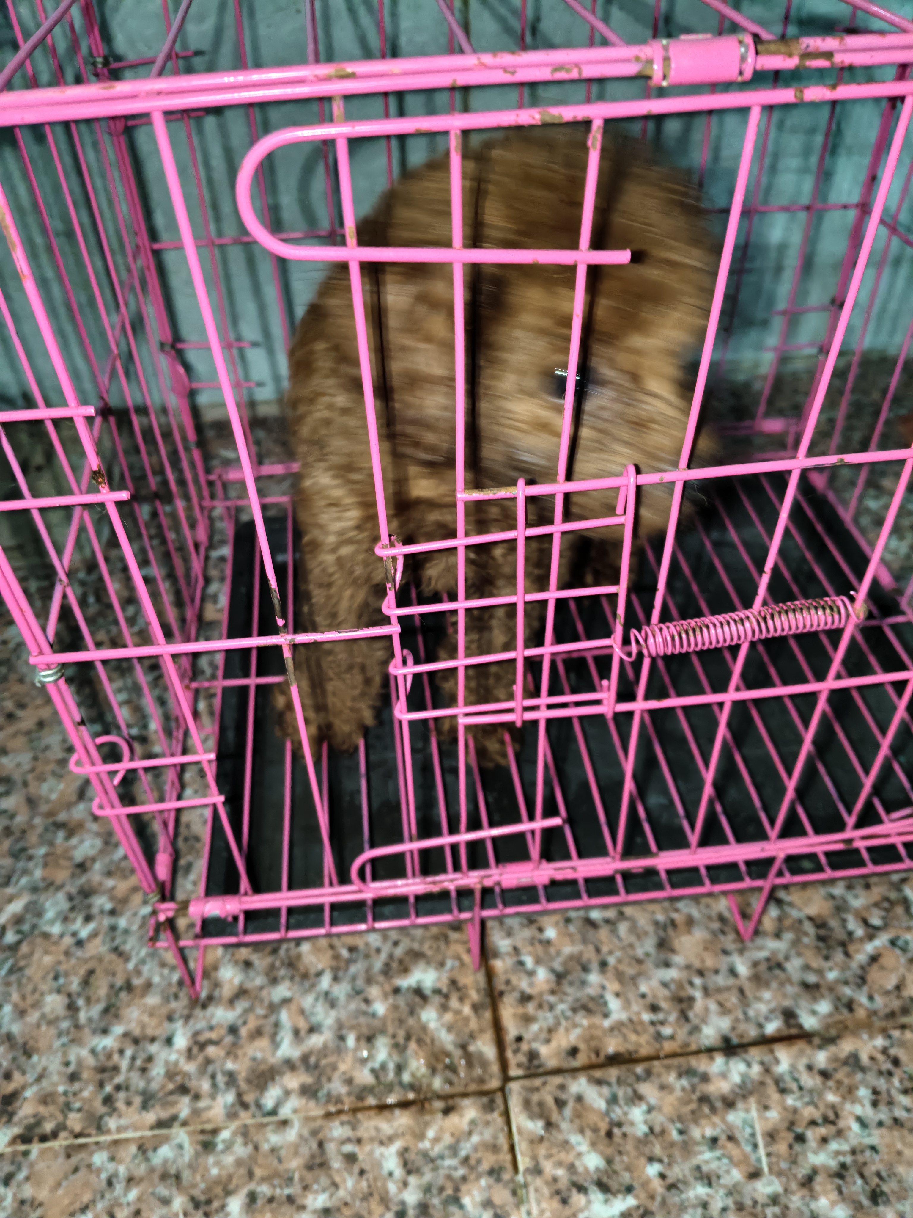 泰迪